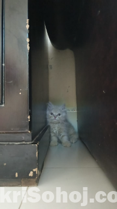 Persian cat